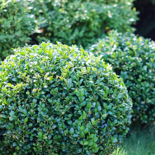 Boxwood Seeds - Flower Plant for Home Gardens
