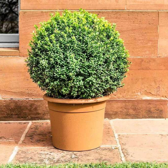 Boxwood Shrub Seeds - Shrub Plant Seeds for Home Gardens