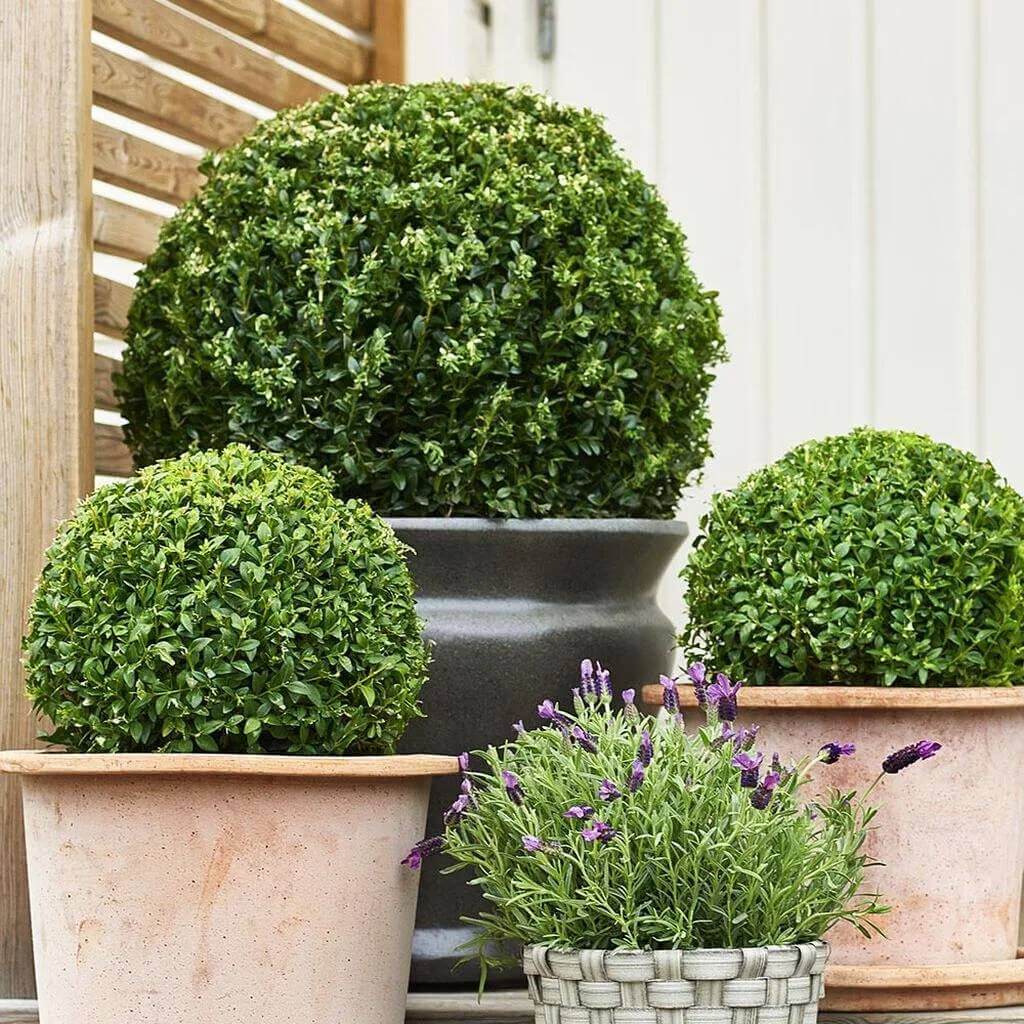 Boxwood Shrub Seeds - Shrub Plant Seeds for Home Gardens