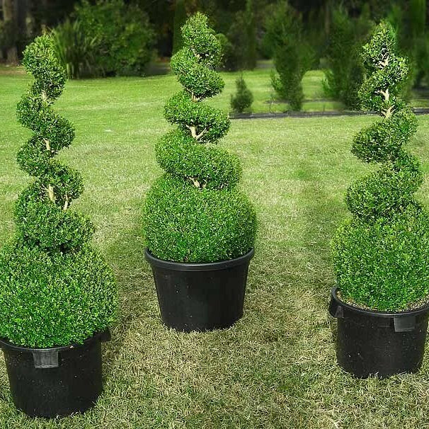 Boxwood Shrub Seeds - Shrub Plant Seeds for Home Gardens