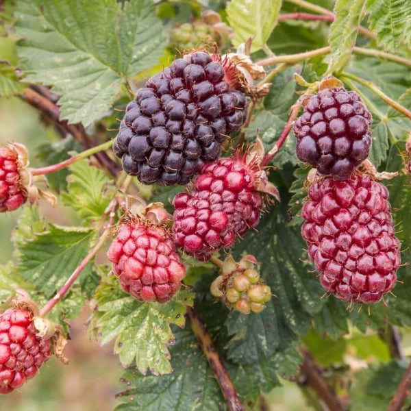 Boysenberry Seeds - Fruit Plant for Home Gardens 