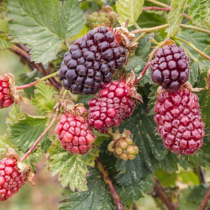 Boysenberry Seeds - Fruit Plant for Home Gardens 