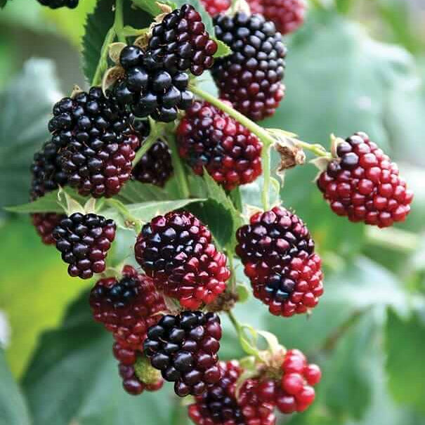 Boysenberry Seeds - Fruit Plant for Home Gardens 