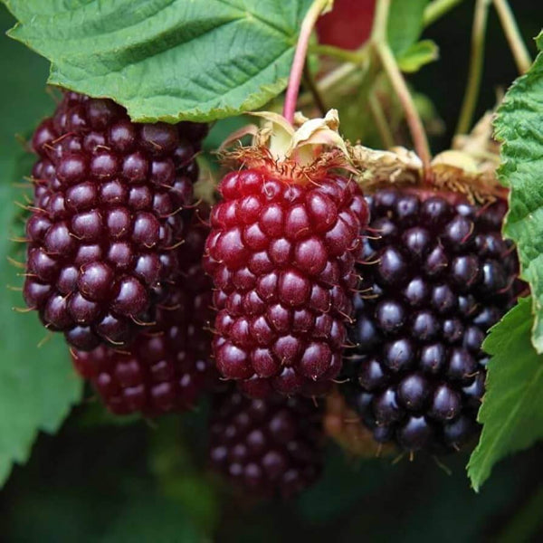 Boysenberry Seeds - Fruit Plant for Home Gardens 
