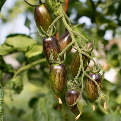 Brad’s Atomic Grape Tomato Seeds