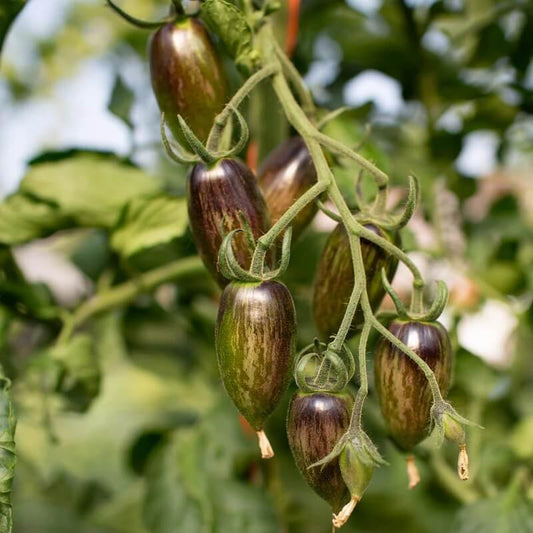Brad’s Atomic Grape Tomato Seeds