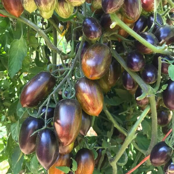 Brad’s Atomic Grape Tomato Seeds