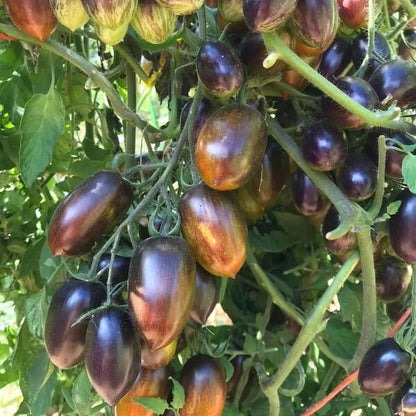 Brad’s Atomic Grape Tomato Seeds