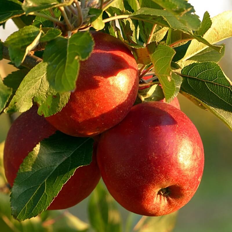 Braeburn Apple Seeds 