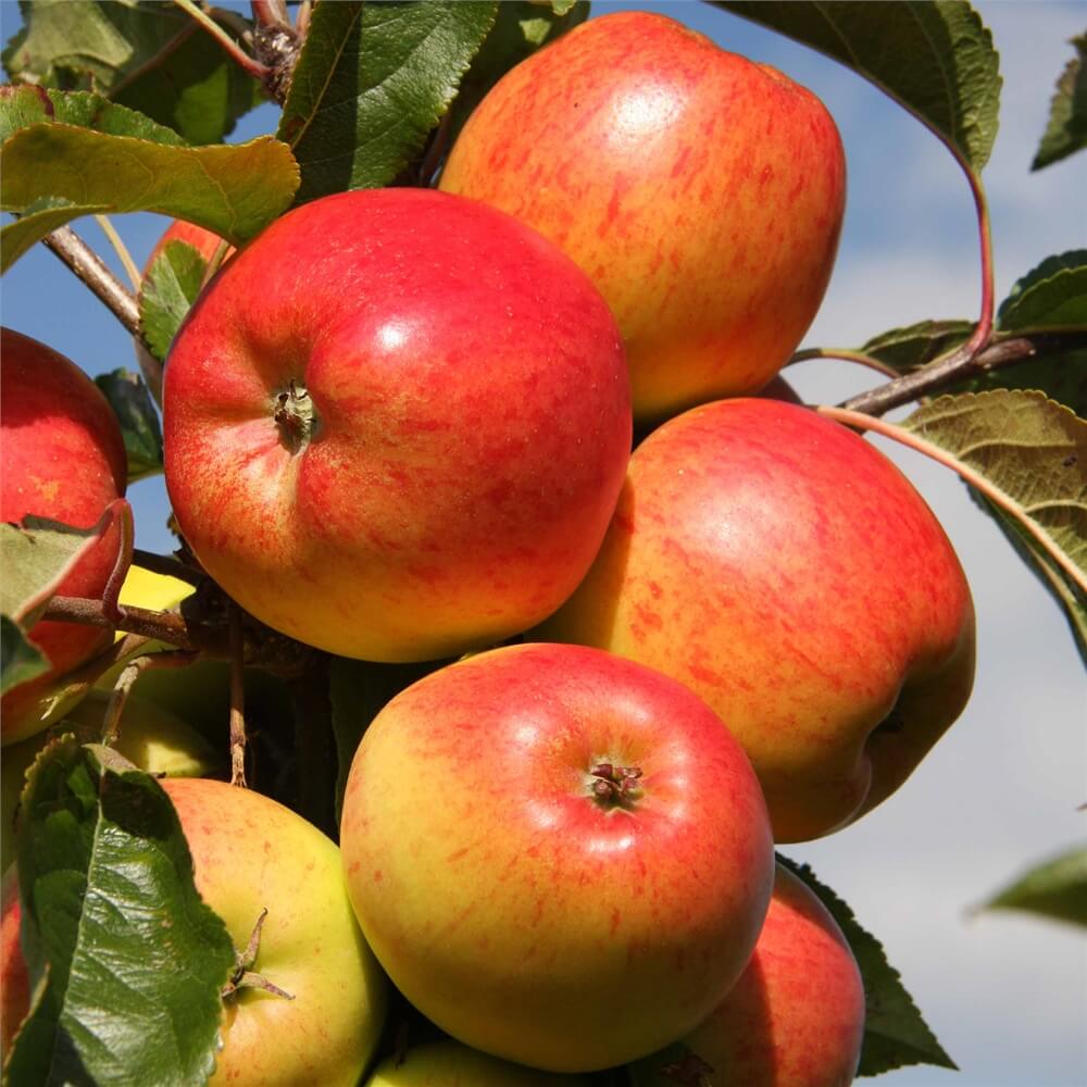Braeburn Apple Seeds 