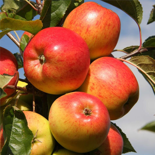 Braeburn Apple Seeds 