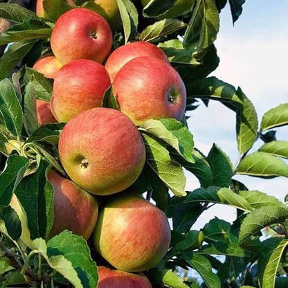 Braeburn Apple Seeds 