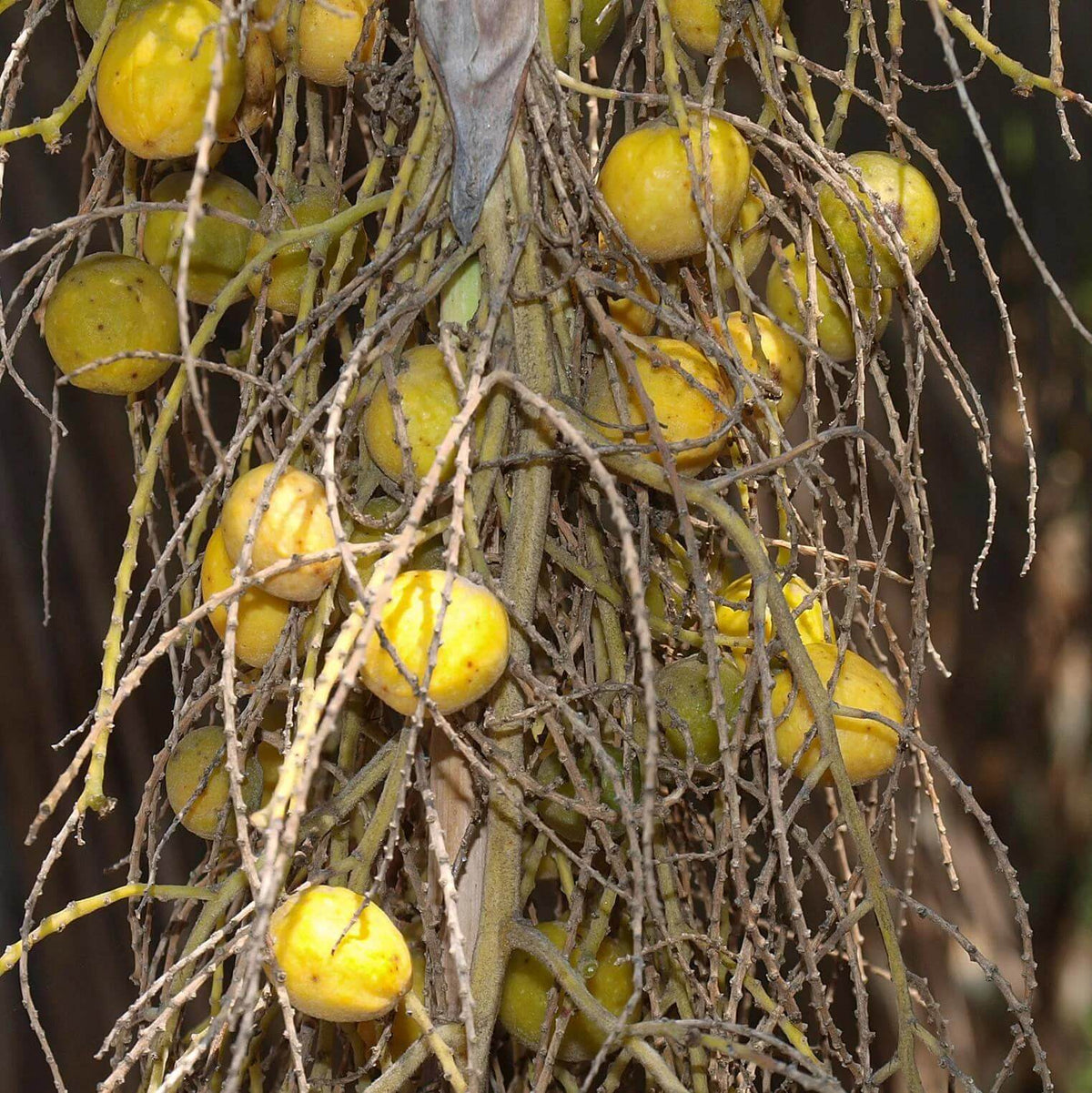 Brahea Armata Seeds