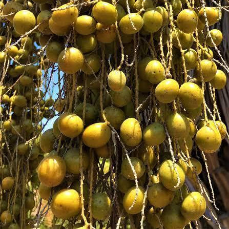 Brahea Armata Seeds