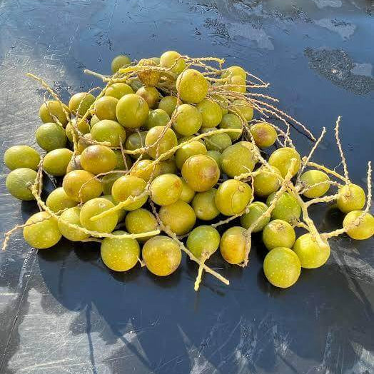 Brahea Armata Seeds