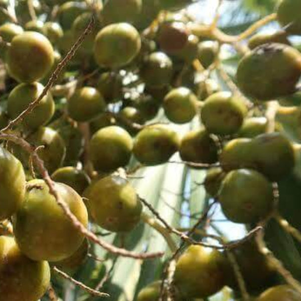 Brahea Armata Seeds