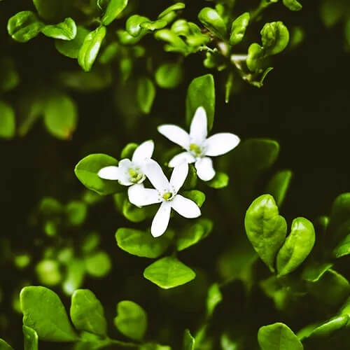Brahmi Seeds - Herbal Plant For Home Gardens