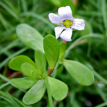 Brahmi Seeds - Herbal Plant For Home Gardens