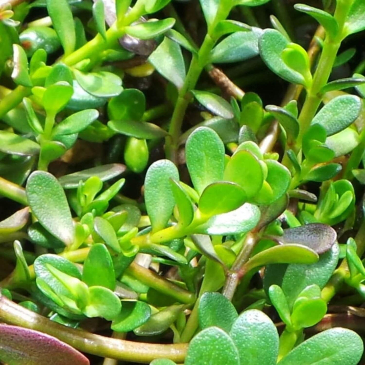 Brahmi Seeds - Herbal Plant For Home Gardens
