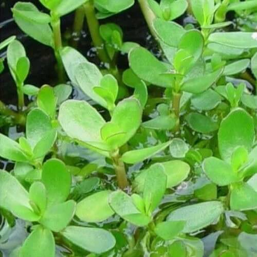 Brahmi Seeds - Herbal Plant For Home Gardens