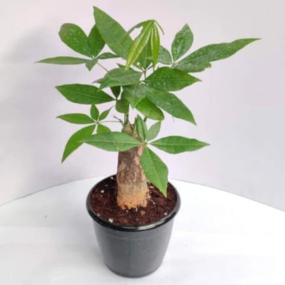 Braided Money Tree Seeds - Flower Plant