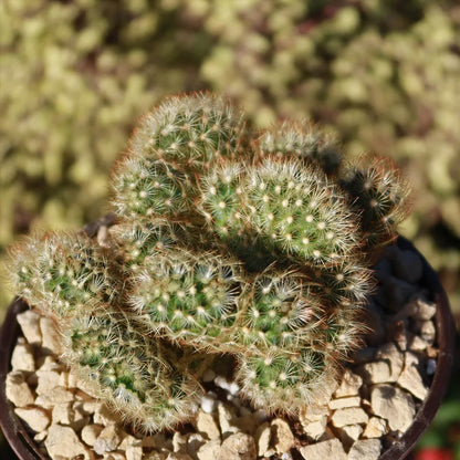 Brain Cactus Seeds 