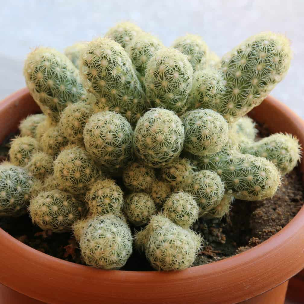 Brain Cactus Seeds 