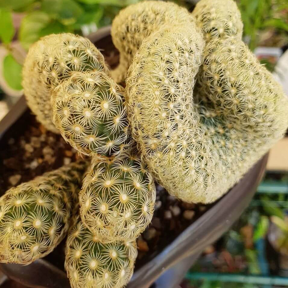 Brain Cactus Seeds 