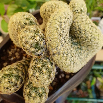 Brain Cactus Seeds 