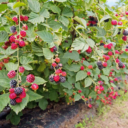 Bramble Seeds - Heirloom Fruit Plant for Home Gardens