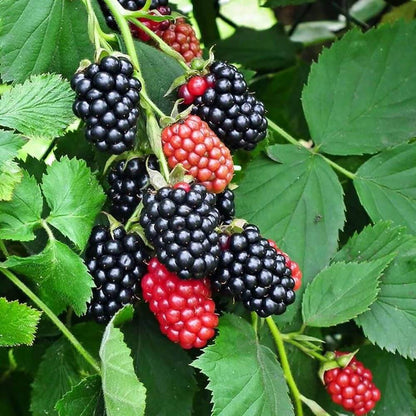 Bramble Seeds - Heirloom Fruit Plant for Home Gardens