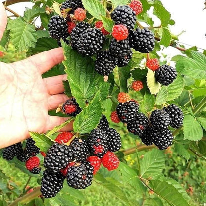 Bramble Seeds - Heirloom Fruit Plant for Home Gardens