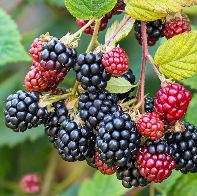 Bramble Seeds - Heirloom Fruit Plant for Home Gardens