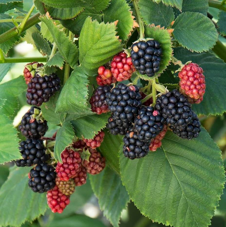 Bramble Seeds - Heirloom Fruit Plant for Home Gardens