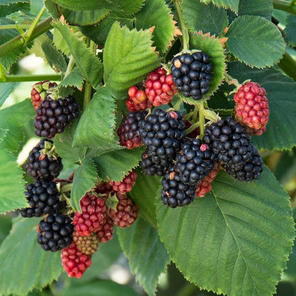 Bramble Seeds - Heirloom Fruit Plant for Home Gardens