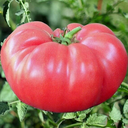 Brandywine tomato seeds - Vegetable Plant