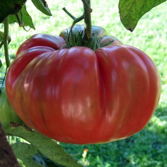 Brandywine tomato seeds - Vegetable Plant