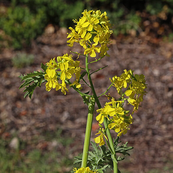 Brassica Juncea Seeds - Heirloom Vegetable Plant for Home Gardens