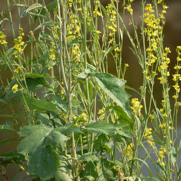 Brassica Juncea Seeds - Heirloom Vegetable Plant for Home Gardens