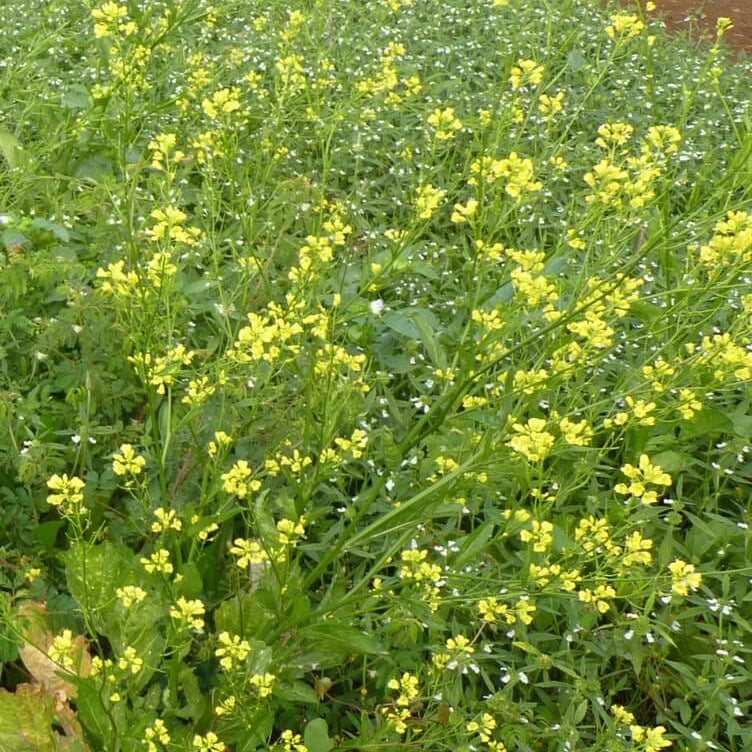Brassica Juncea Seeds - Heirloom Vegetable Plant for Home Gardens