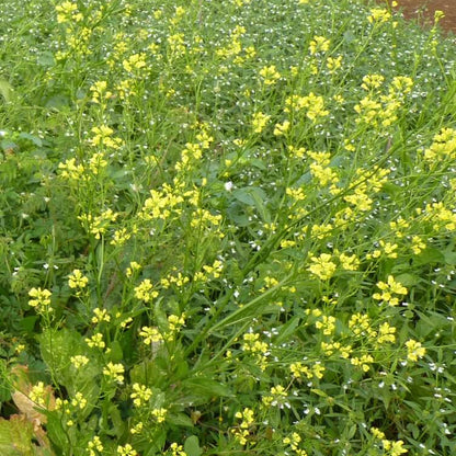 Brassica Juncea Seeds - Heirloom Vegetable Plant for Home Gardens
