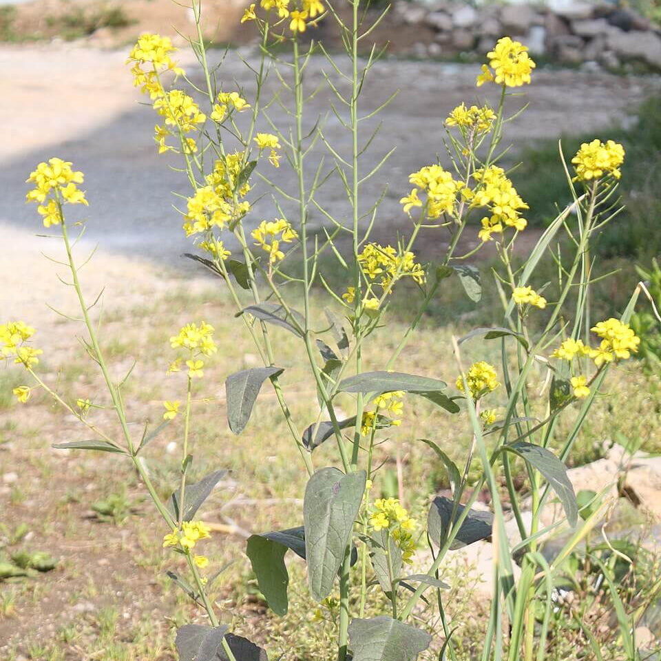 Brassica Juncea Seeds - Heirloom Vegetable Plant for Home Gardens