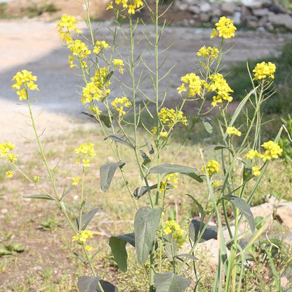 Brassica Juncea Seeds - Heirloom Vegetable Plant for Home Gardens