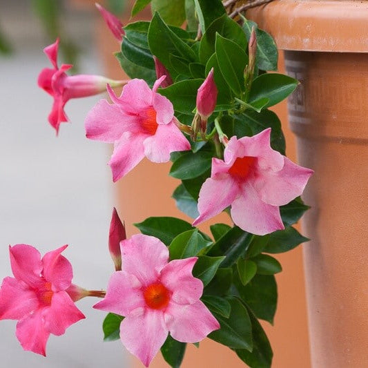 Brazilian Jasmine Mandevilla Seeds