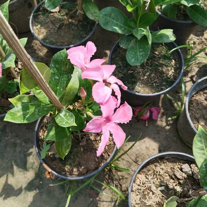 Brazilian Jasmine Mandevilla Seeds