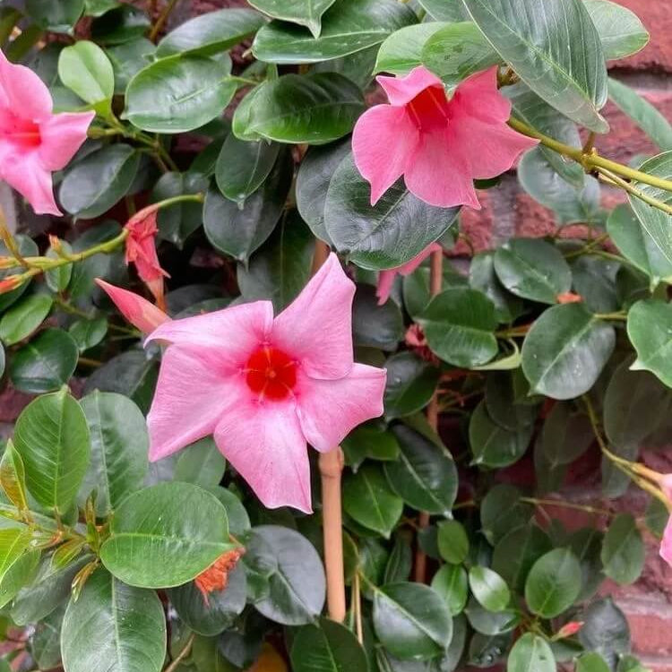 Brazilian Jasmine Mandevilla Seeds