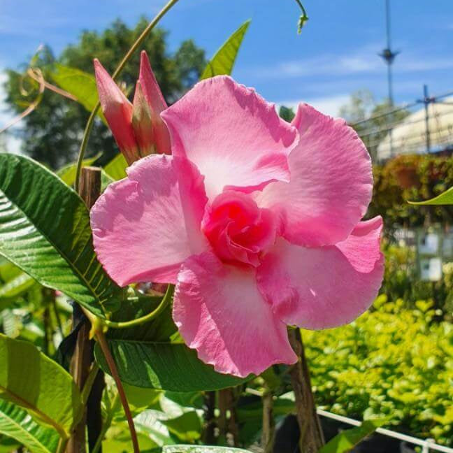Brazilian Jasmine Mandevilla Seeds