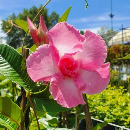 Brazilian Jasmine Mandevilla Seeds