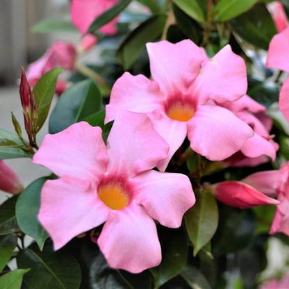 Brazilian Jasmine Mandevilla Seeds