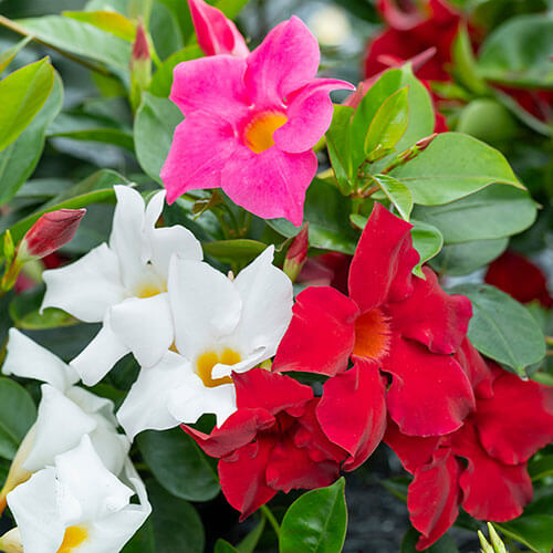 Brazilian Jasmine Seeds - Heirloom Flower Plant for Home Gardens